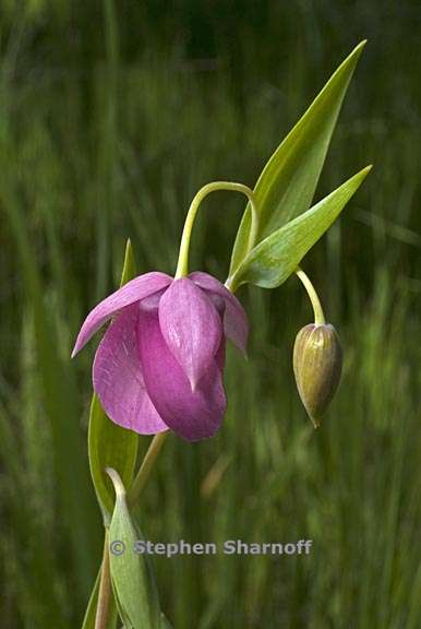 calochortus amoenus 1 graphic